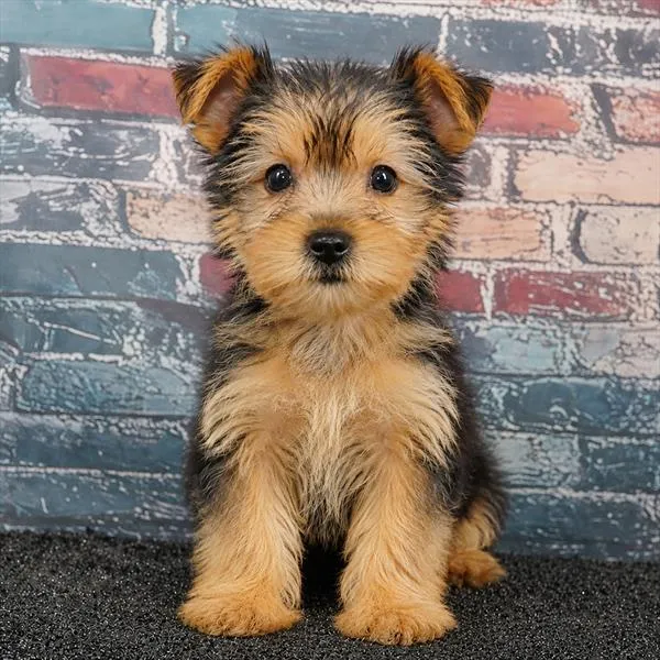 Female Yorkie puppy for sale at Puppyland Tolleson.