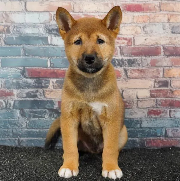 Male Shiba Inu puppy for sale at Puppyland Chandler.
