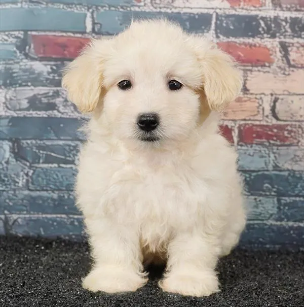 Female Maltipoo puppy for sale at Puppyland Tolleson.