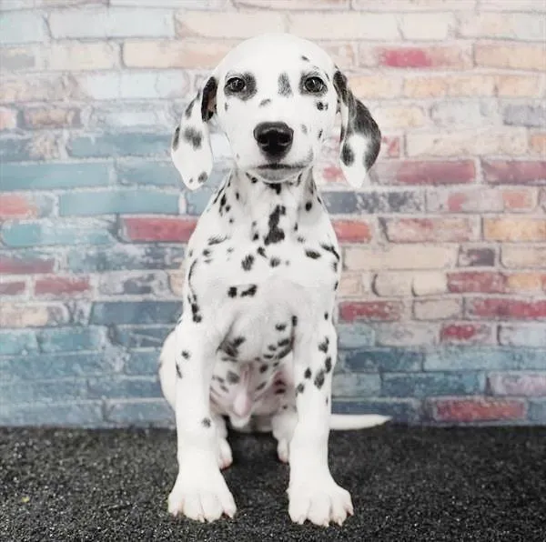 Male Dalmatian puppy for sale at Puppyland Tolleson.