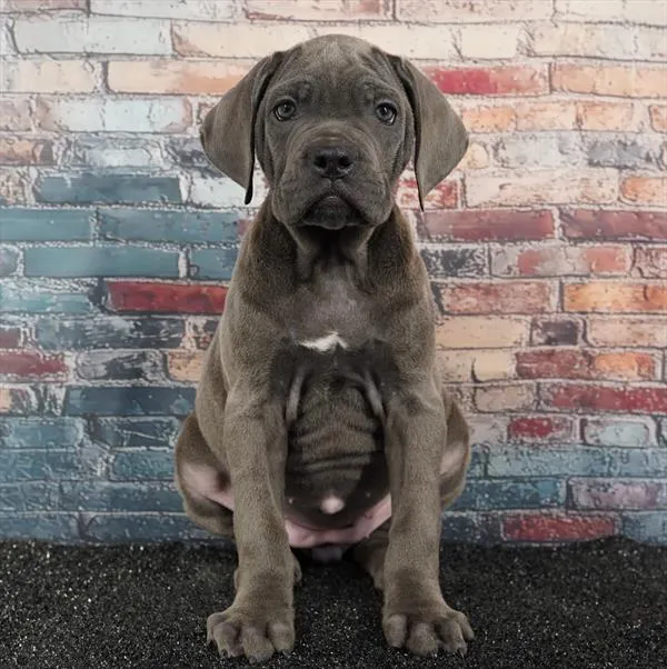 Female Cane Corso puppy for sale at Puppyland San Antonio.