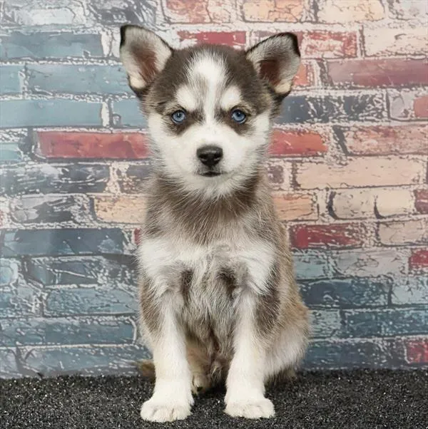 Male Alaskan Klee Kai puppy for sale at Puppyland Tolleson.