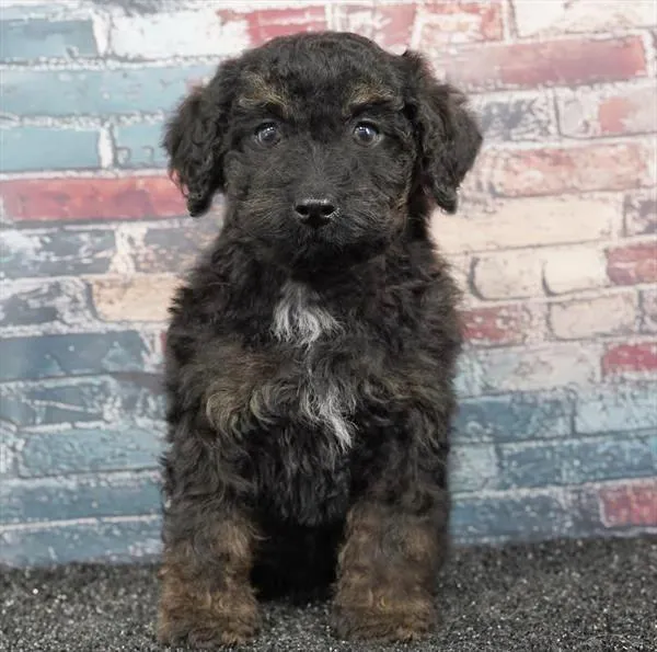 Male Poodle puppy for sale at Puppyland San Antonio.