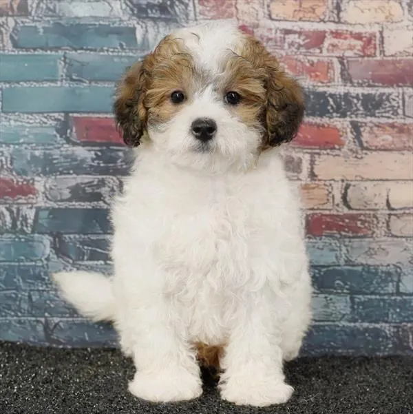 Male Maltipoo puppy for sale at Puppyland Tolleson.