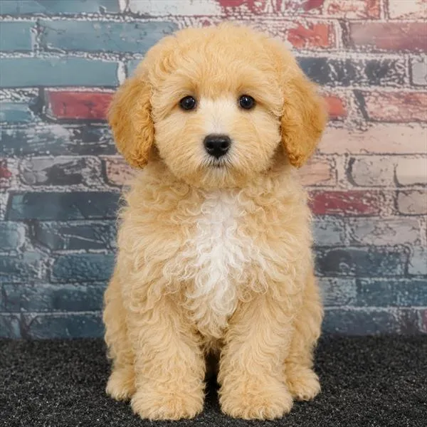 Peke-a-poo For Sale | Puppyland Tolleson