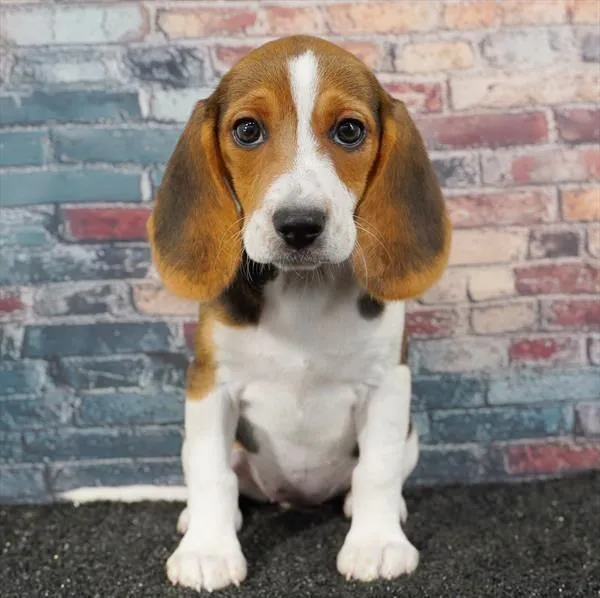 Female Beagle puppy for sale at Puppyland Chandler.