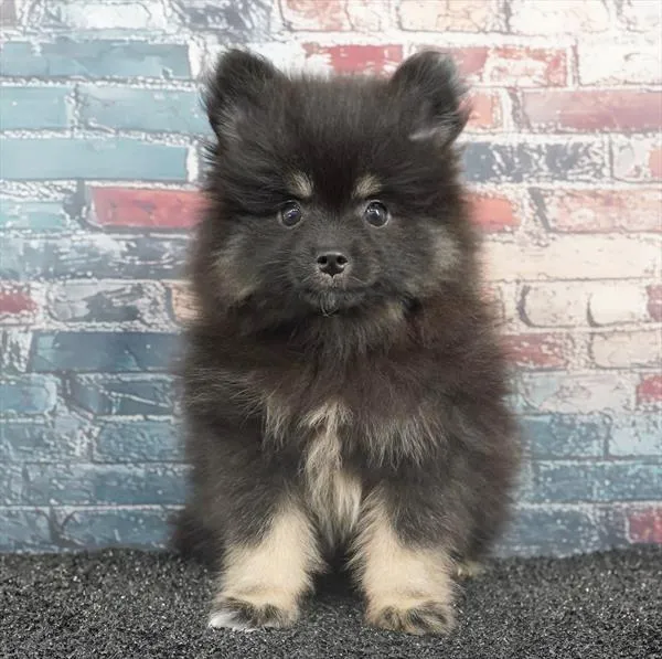 Male Pomeranian puppy for sale at Puppyland Murfreesboro.