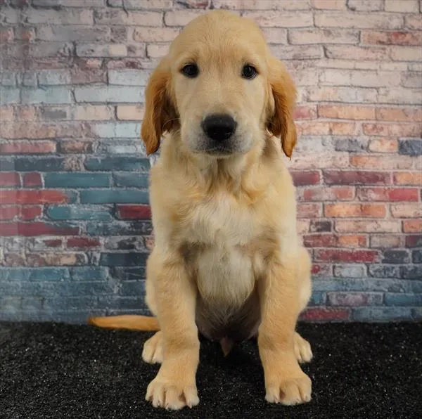 Male Golden Retriever puppy for sale at Puppyland Tolleson.