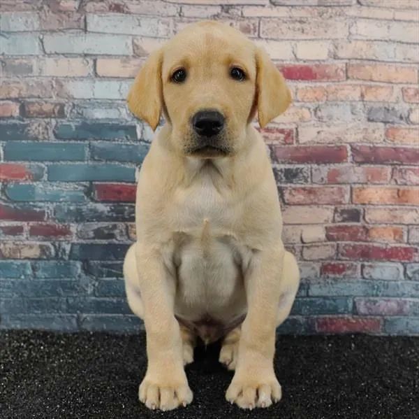 Male Labrador Retriever puppy for sale at Puppyland Chandler.