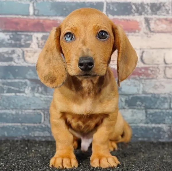 Male Dachshund puppy for sale at Puppyland Chandler.