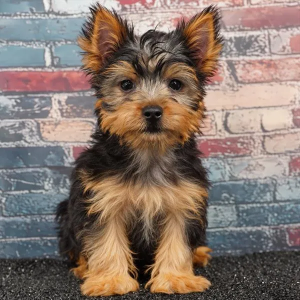 Male Yorkie puppy for sale at Puppyland Chandler.