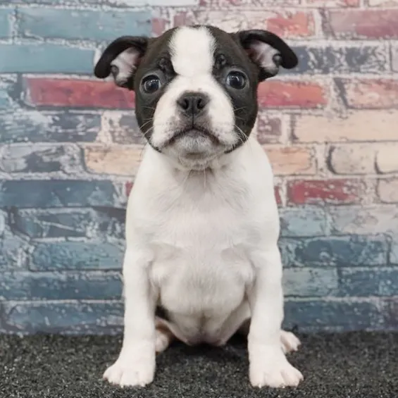 Female Boston Terrier puppy for sale at Puppyland San Antonio.