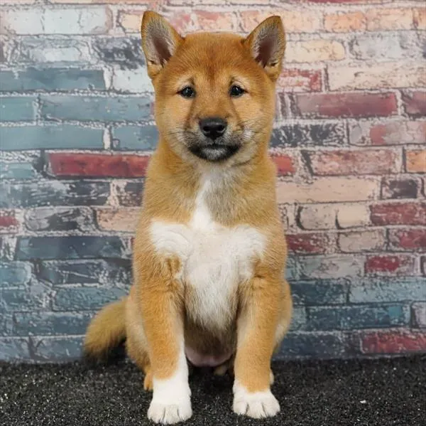 Female Shiba Inu puppy for sale at Puppyland San Antonio.