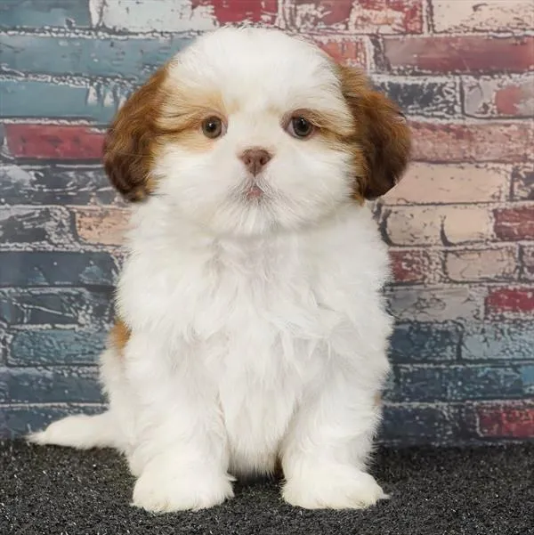Female Shih Tzu puppy for sale at Puppyland San Antonio.