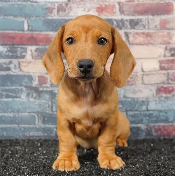 Female Dachshund puppy for sale at Puppyland Tolleson.