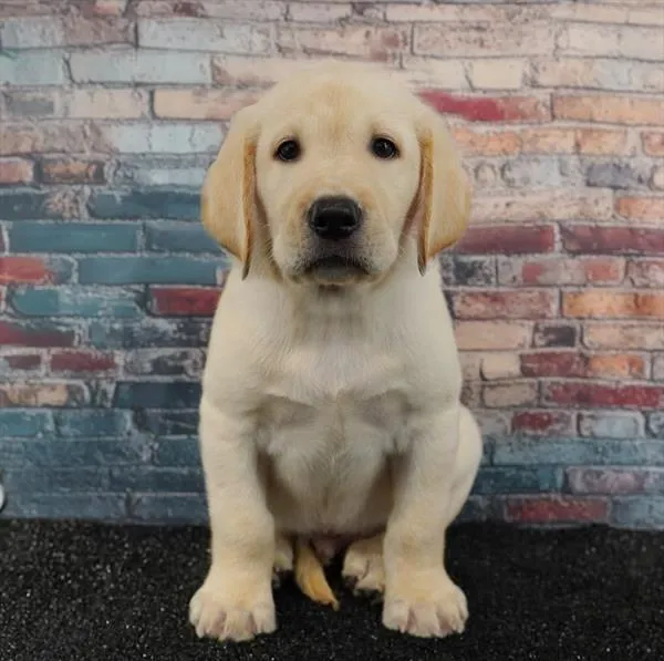 Male Labrador Retriever puppy for sale at Puppyland Tolleson.