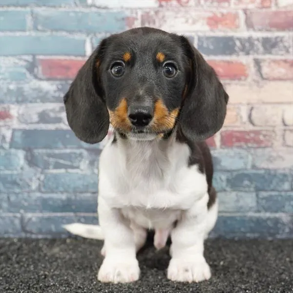 Male Dachshund puppy for sale at Puppyland Tolleson.
