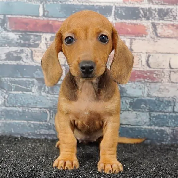 Female Dachshund puppy for sale at Puppyland Tolleson.