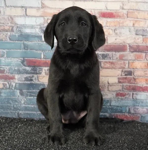 Female Labrador Retriever puppy for sale at Puppyland Murfreesboro.