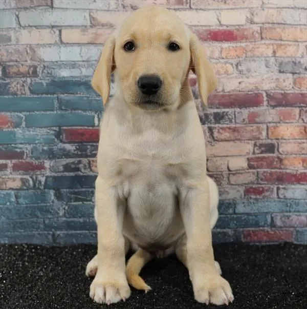 Female Labrador Retriever puppy for sale at Puppyland San Antonio.