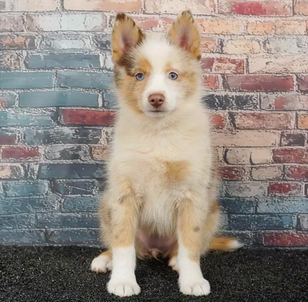 Female Pomsky puppy for sale at Puppyland Murfreesboro.