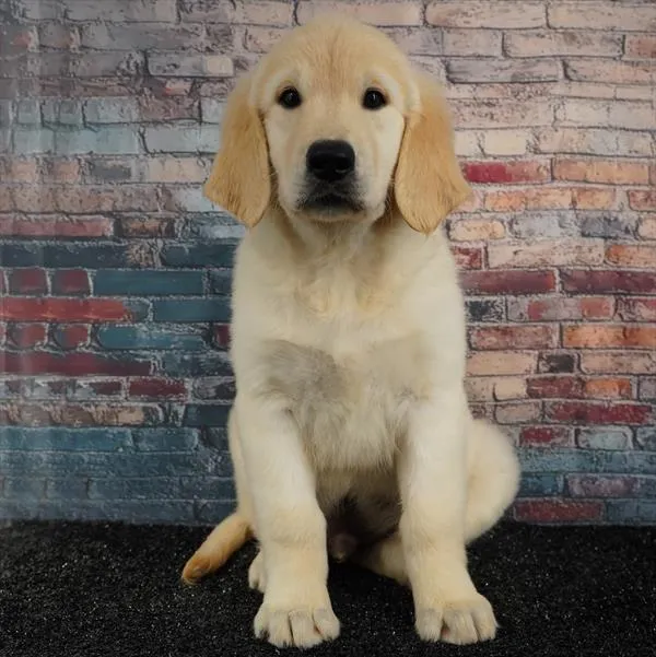 Male Golden Retriever puppy for sale at Puppyland Tolleson.