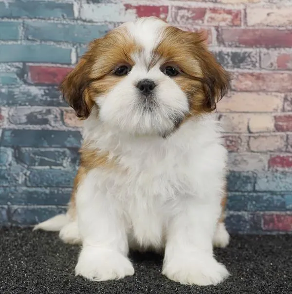 Male Shih Tzu puppy for sale at Puppyland Tolleson.