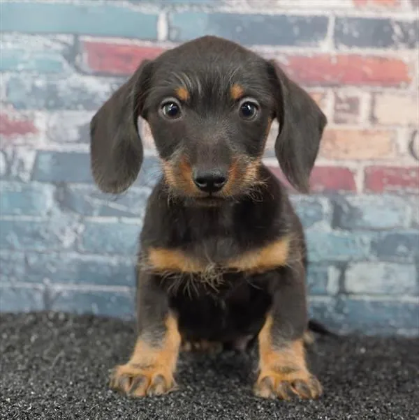 Male Dachshund puppy for sale at Puppyland Chandler.
