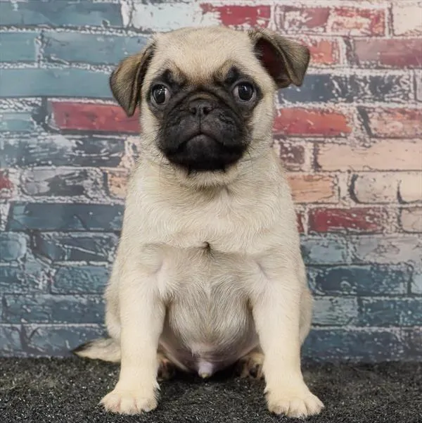 Male Pug puppy for sale at Puppyland San Antonio.