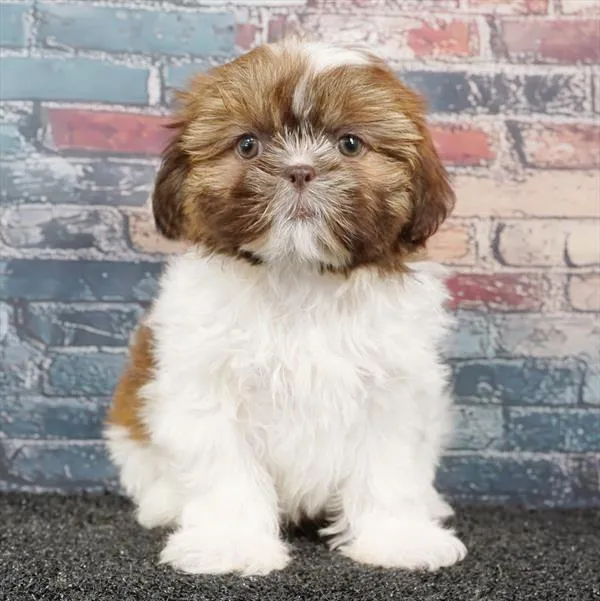 Female Shih Tzu puppy for sale at Puppyland Tolleson.