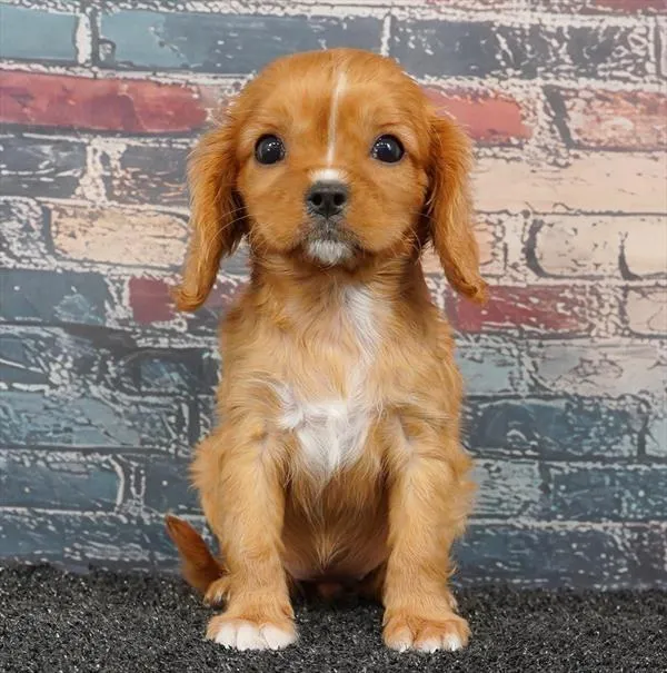 Female Cavalier King Charles Spaniel puppy for sale at Puppyland Chandler.