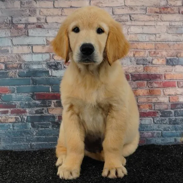 Male Golden Retriever puppy for sale at Puppyland Chandler.