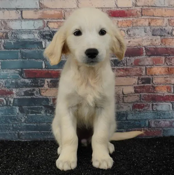 Female Golden Retriever puppy for sale at Puppyland Murfreesboro.