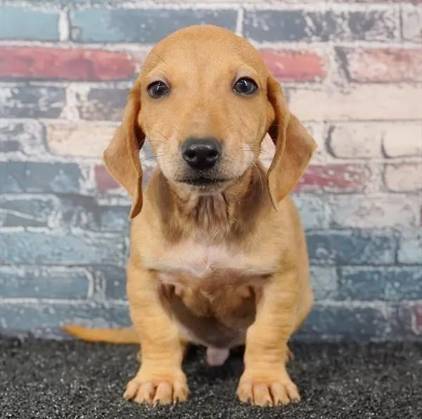 Male Dachshund puppy for sale at Puppyland San Antonio.