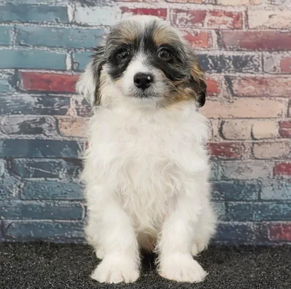 Male Shizapoo puppy for sale at Puppyland Murfreesboro.