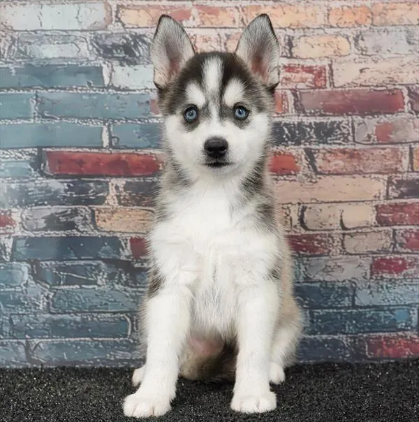 Female Alaskan Klee Kai puppy for sale at Puppyland Murfreesboro.