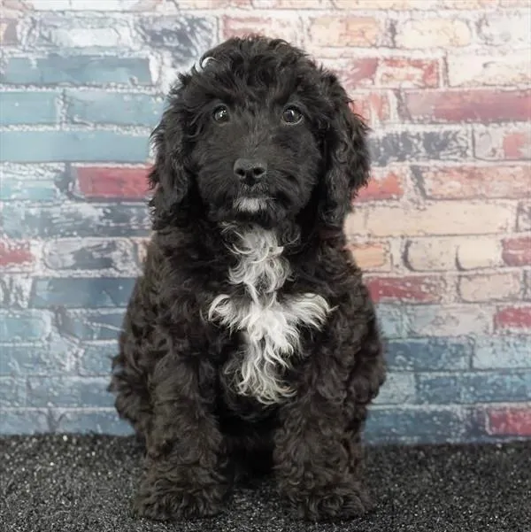 Female Cavapoo puppy for sale at Puppyland San Antonio.