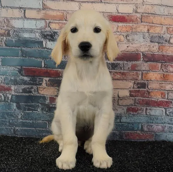 Female Golden Retriever puppy for sale at Puppyland San Antonio.