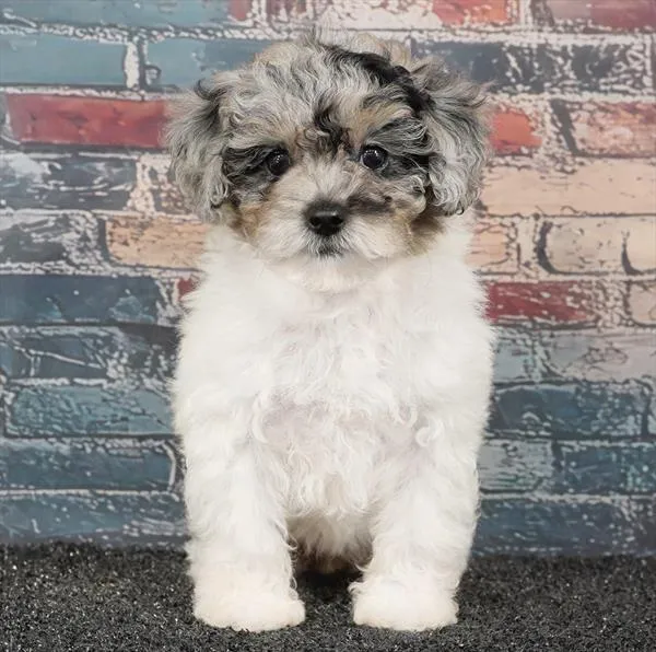 Female Poodle puppy for sale at Puppyland Tolleson.