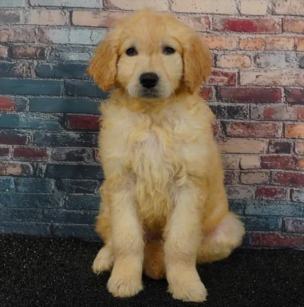 Female Mini Goldendoodle puppy for sale at Puppyland Murfreesboro.