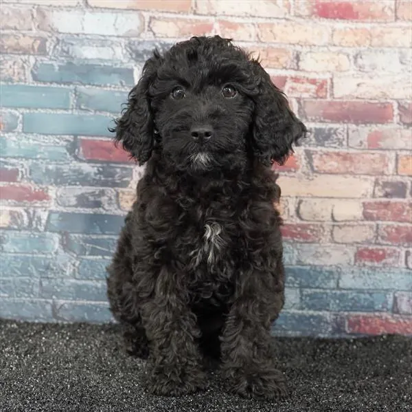 Female Cavapoo puppy for sale at Puppyland Chandler.