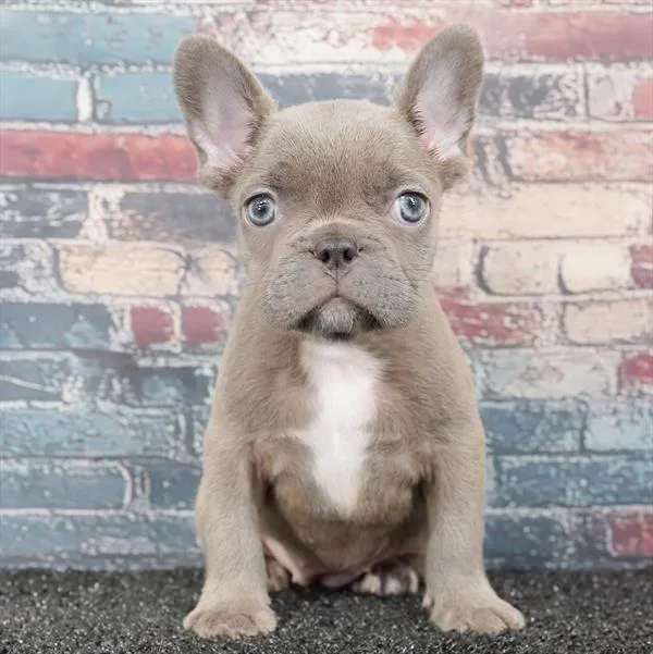 Female French Bulldog puppy for sale at Puppyland Tolleson.