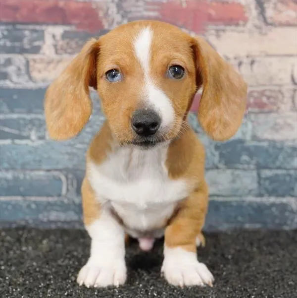 Male Dachshund puppy for sale at Puppyland Murfreesboro.
