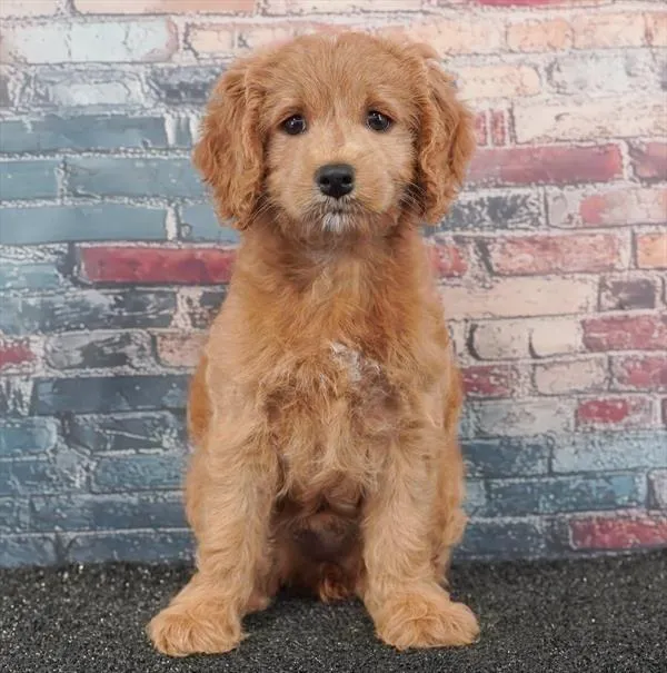 Female Cockapoo puppy for sale at Puppyland Chandler.