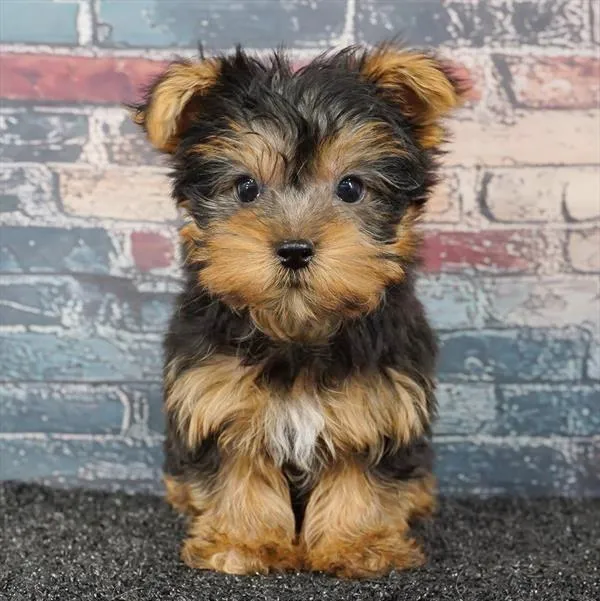 Female Yorkie puppy for sale at Puppyland Tolleson.
