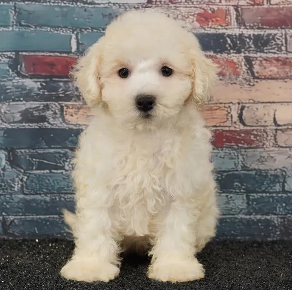 Female Maltipoo puppy for sale at Puppyland Tolleson.