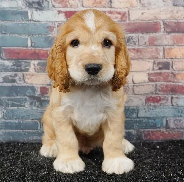 Male Cocker Spaniel puppy for sale at Puppyland Tolleson.