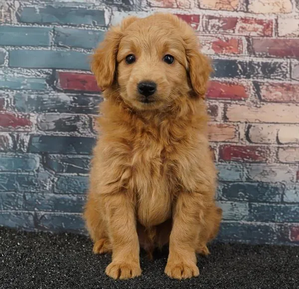 Male 2Nd Gen Mini Goldendoodle puppy for sale at Puppyland Tolleson.
