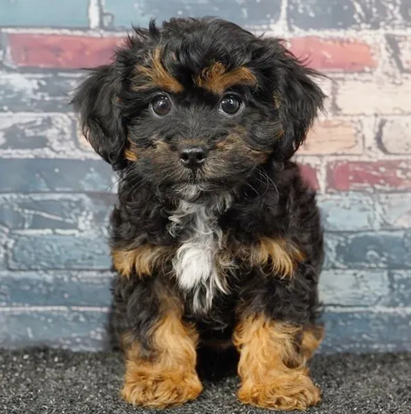 Male Shizapoo puppy for sale at Puppyland San Antonio.