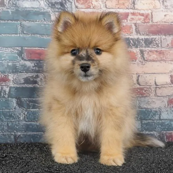 Male Pomeranian puppy for sale at Puppyland San Antonio.